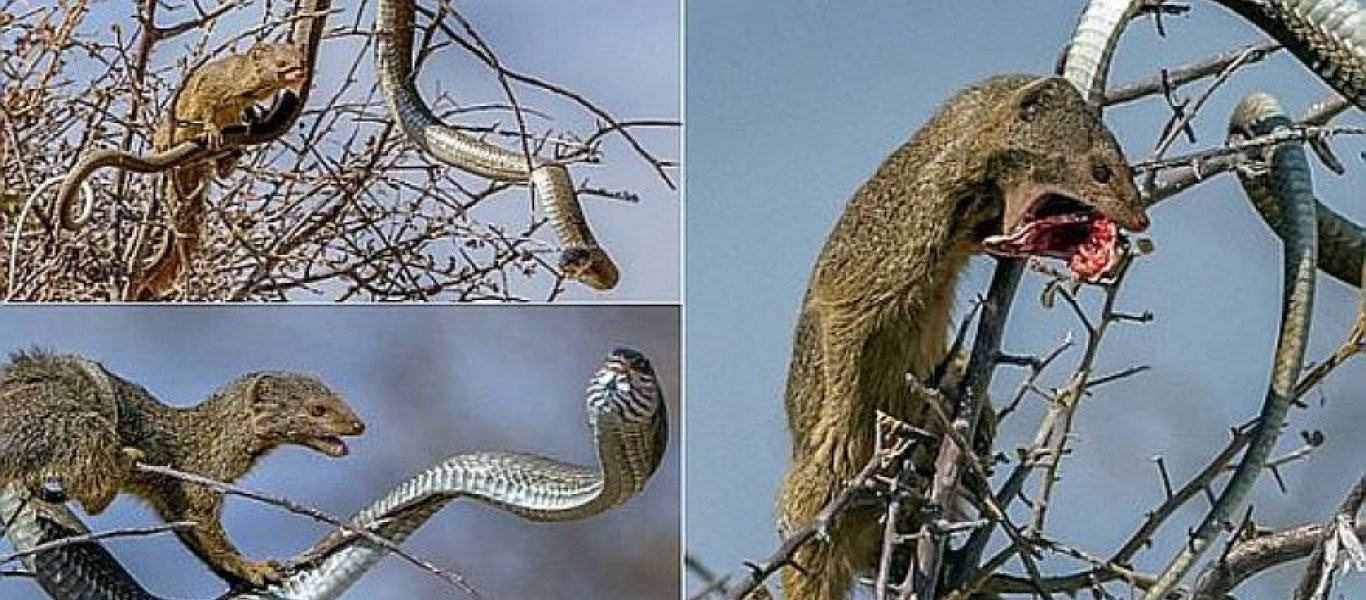 Συγκλονιστική μάχη! Θανατηφόρο φίδι κατασπαράζεται από τρωκτικό (φωτό, βίντεο)